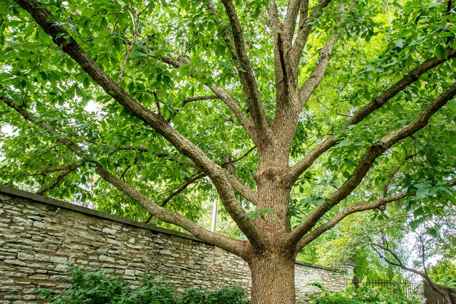 Roble de Chinkapin con ramas extendidas rodeadas de hojas verdes brillantes cerca de una valla de piedra