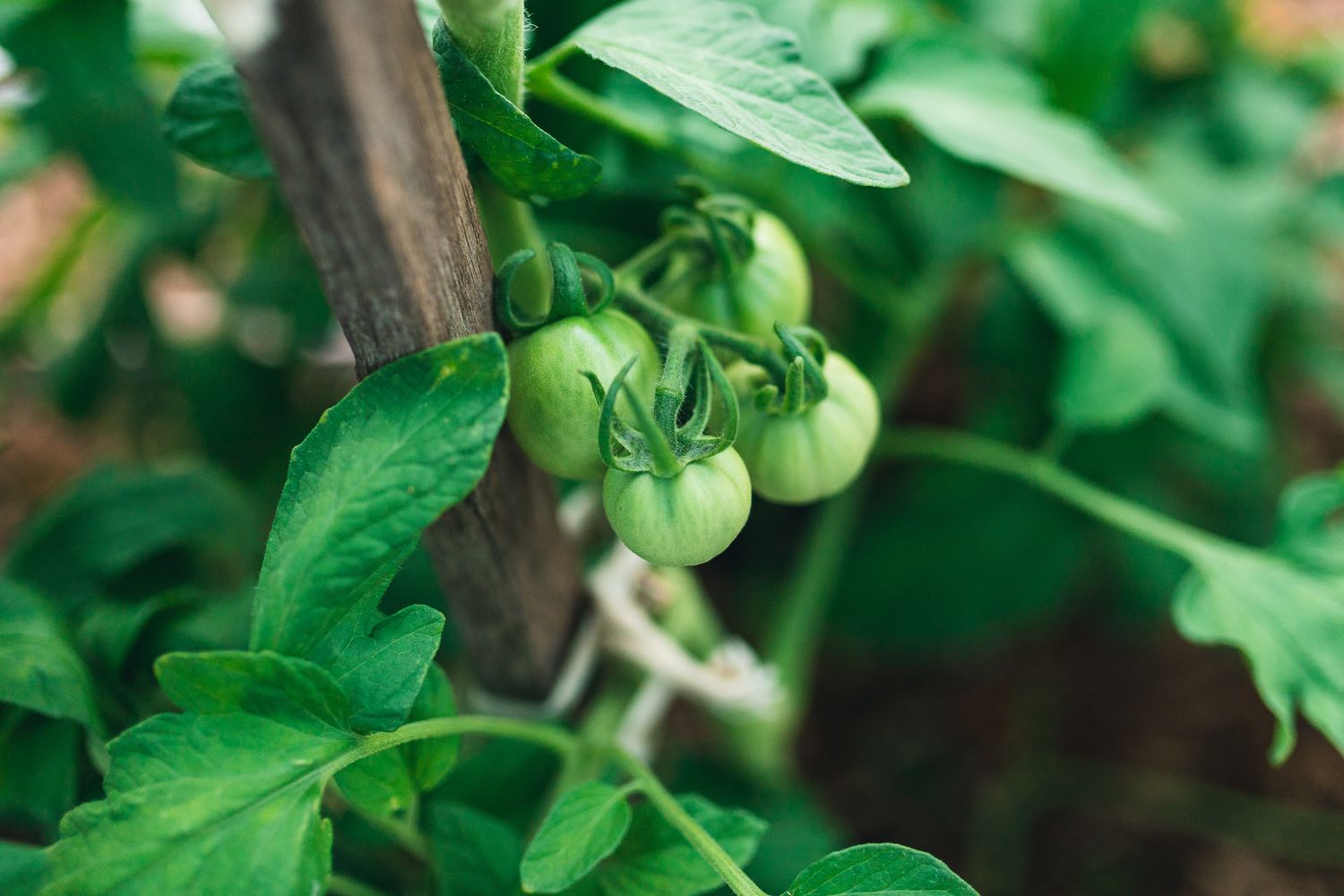 Cómo estacar tomates