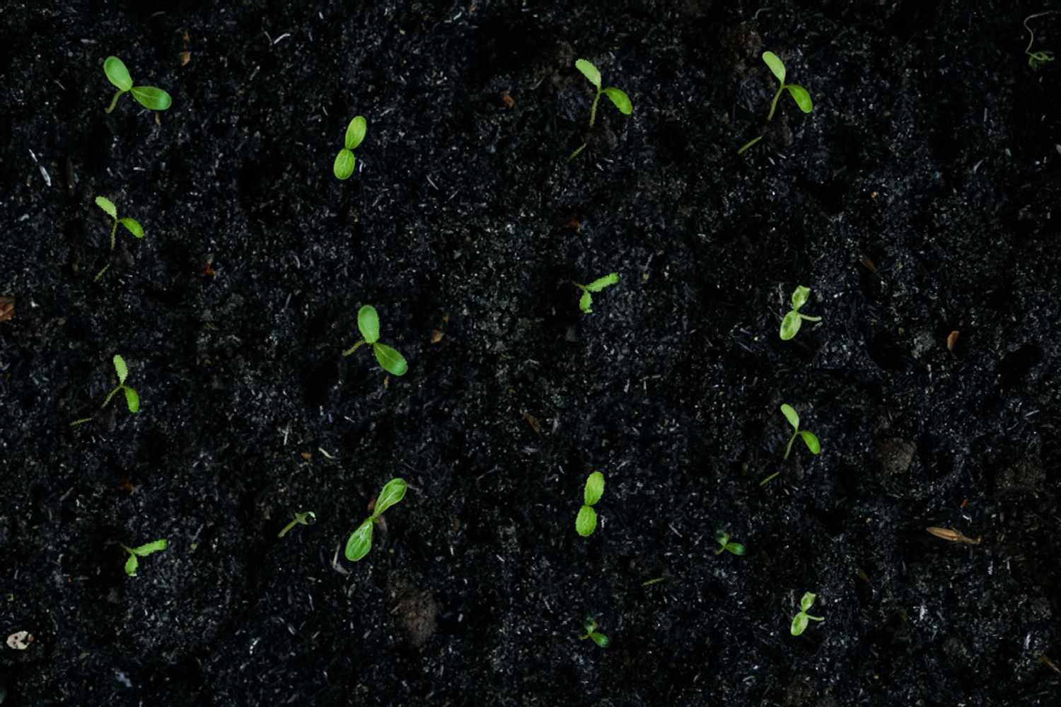 brussels sprouts seedlings