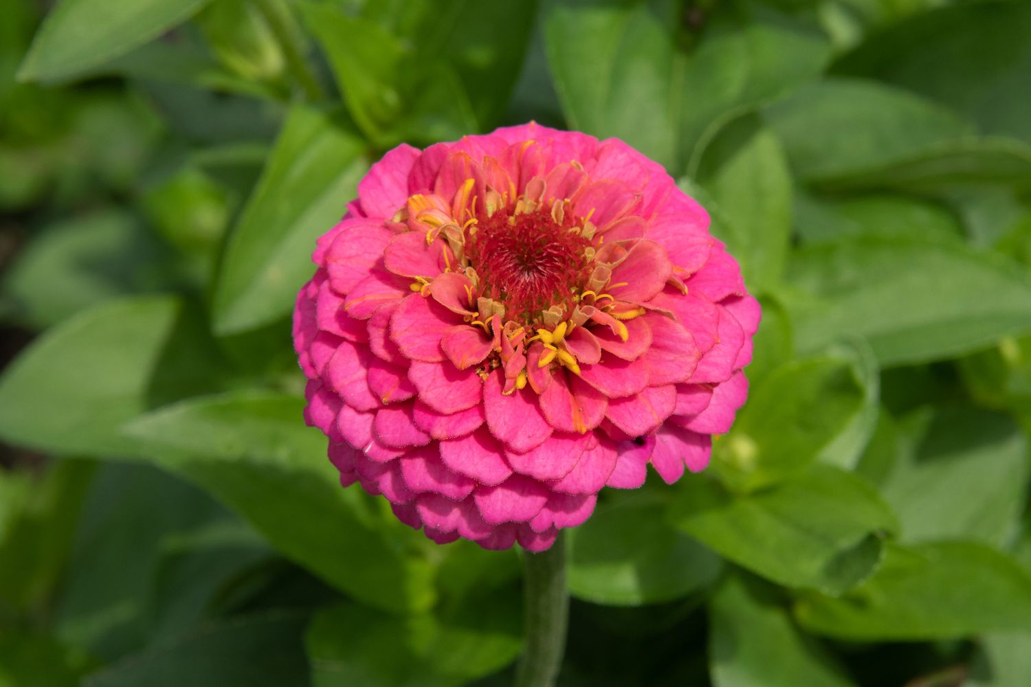 Comment planter et entretenir les fleurs de Zinnia