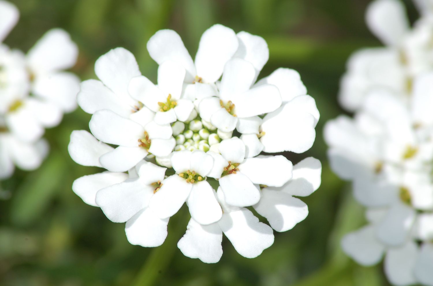 closeup of a candytuft flower