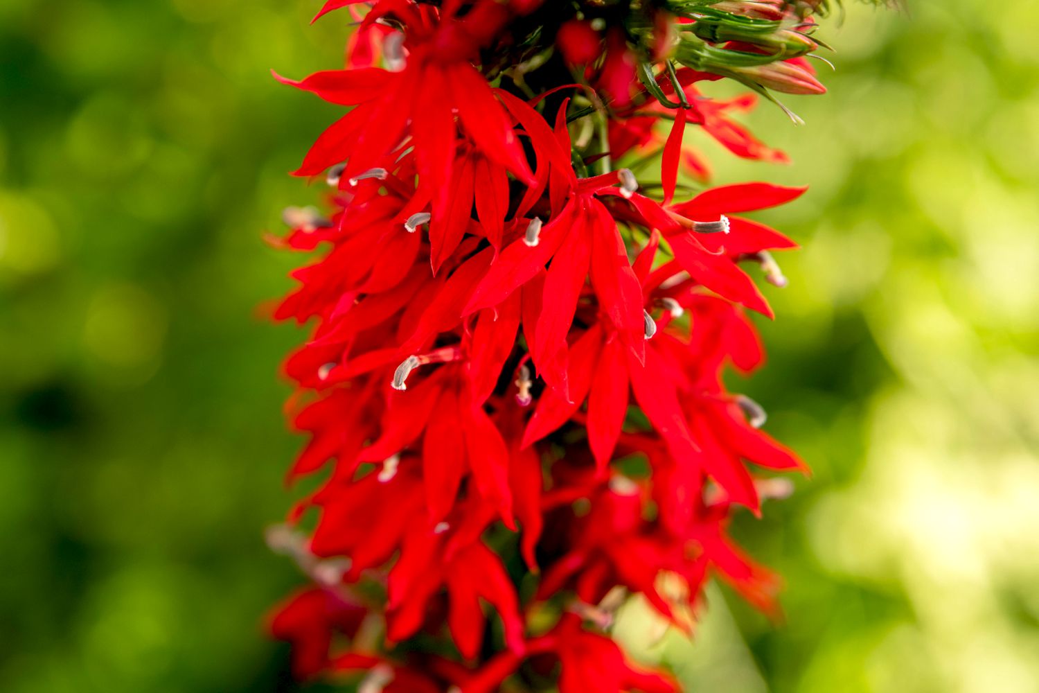 Kardinalblumenpflanze mit leuchtend roten Blütenblättern in Großaufnahme 