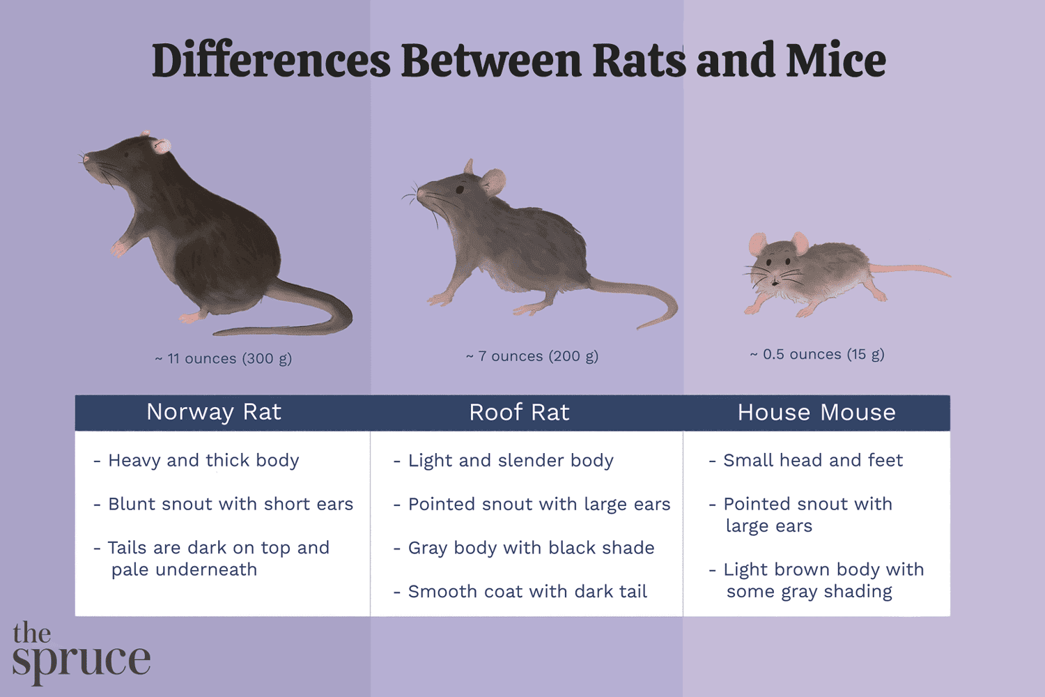 Unterschiede zwischen Ratten und Mäusen