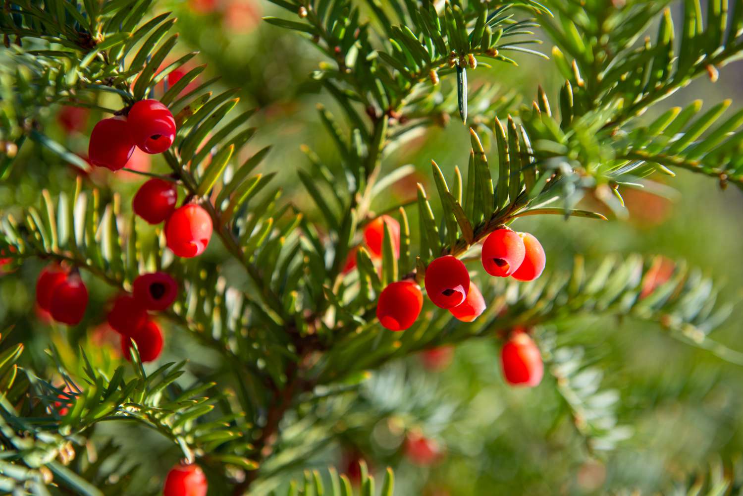 Japanische Eibenäste mit kurzen immergrünen Nadeln und roten glockenförmigen Beeren