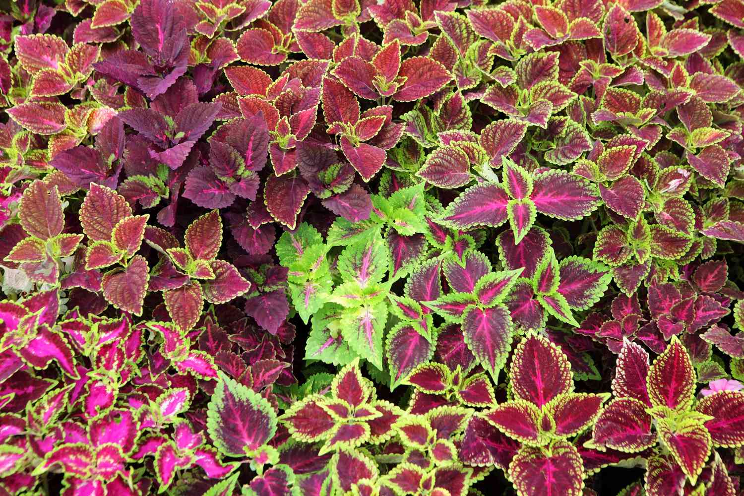 Coleus Plants