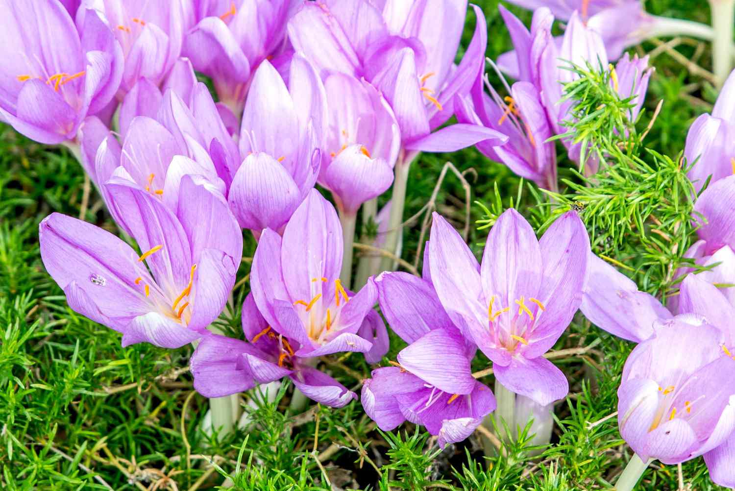 purple crocus