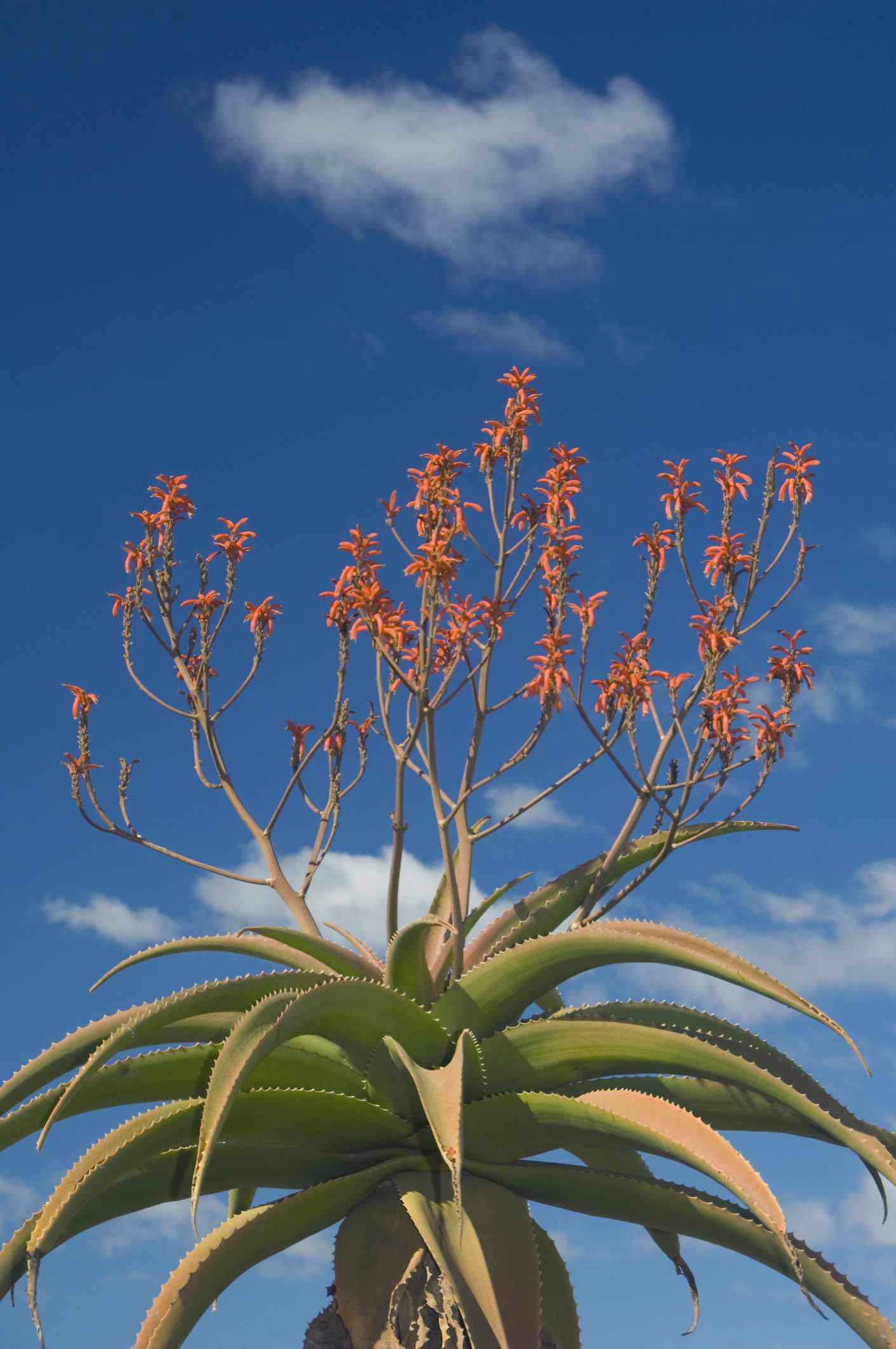 Aloe arbóreo malgache