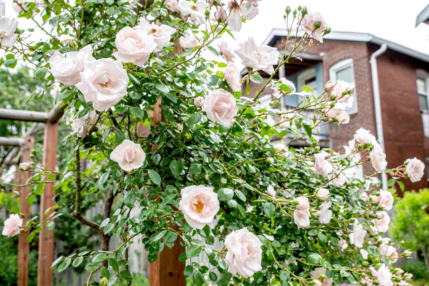 Hastes de rosas trepadeiras com grandes flores brancas presas a um suporte estrutural de madeira