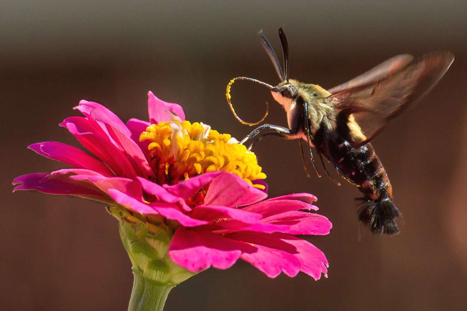 Wie man Kolibri-Motten identifiziert