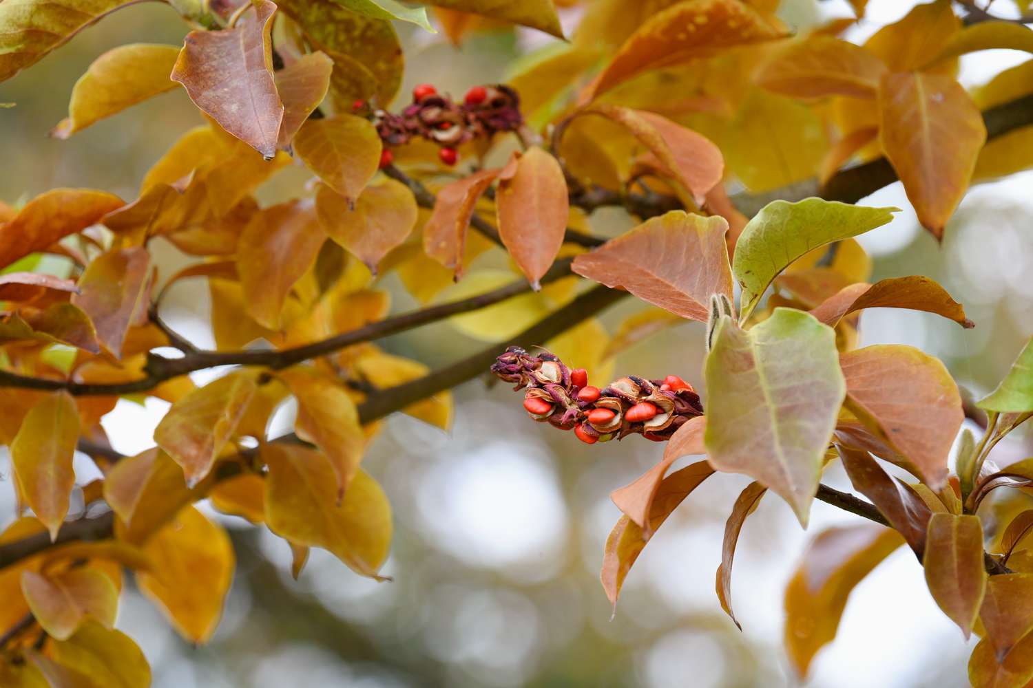 Magnolienbaumzweig mit kleinen roten Beeren unter braunen und dunkelgrünen Blättern 