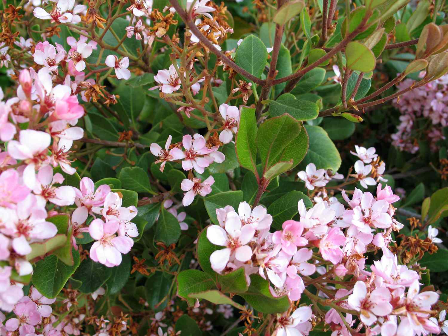 Ramas de espino blanco con flores rosas