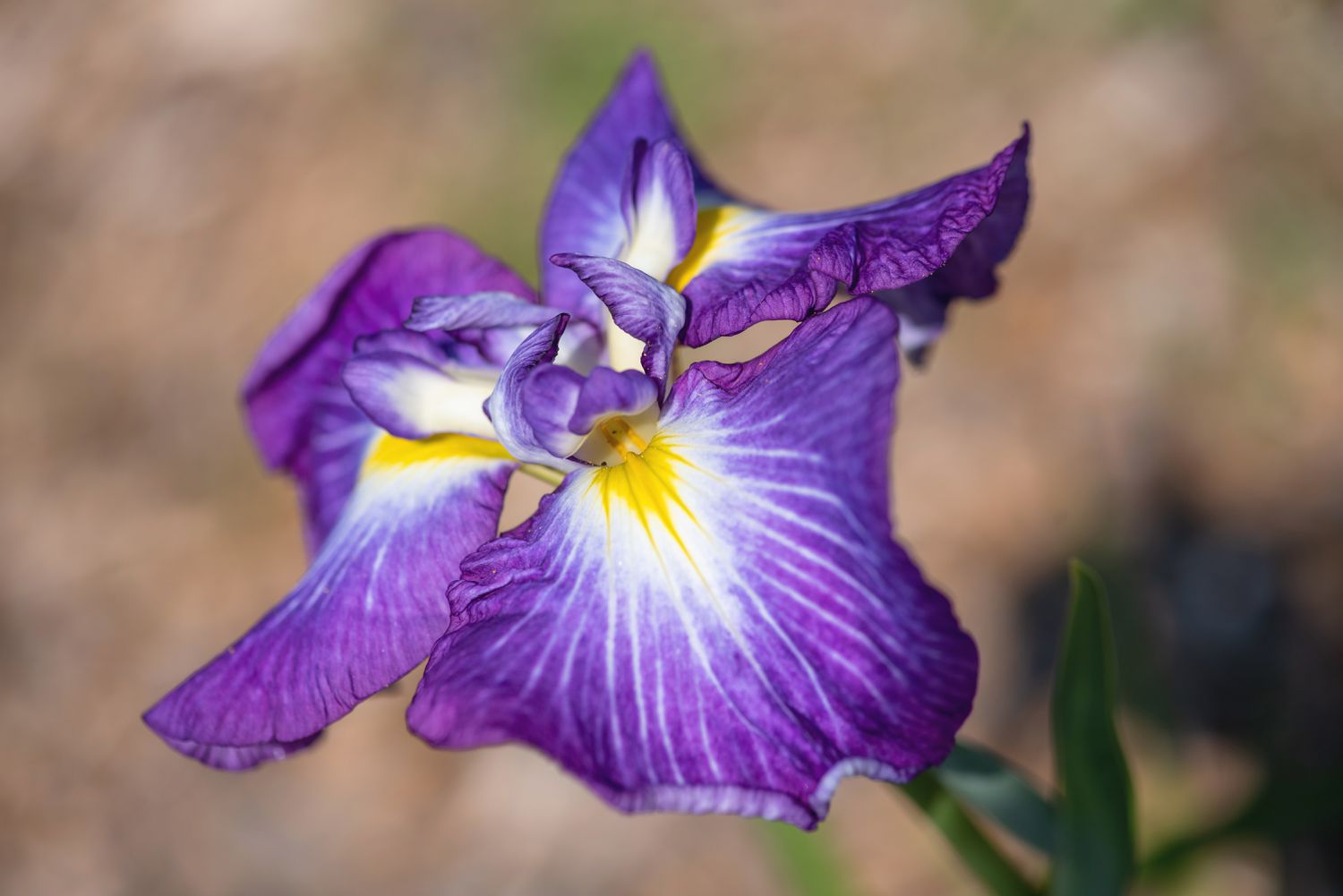Irisblüte mit lila, weißen und gelben gekräuselten Blütenblättern in Großaufnahme