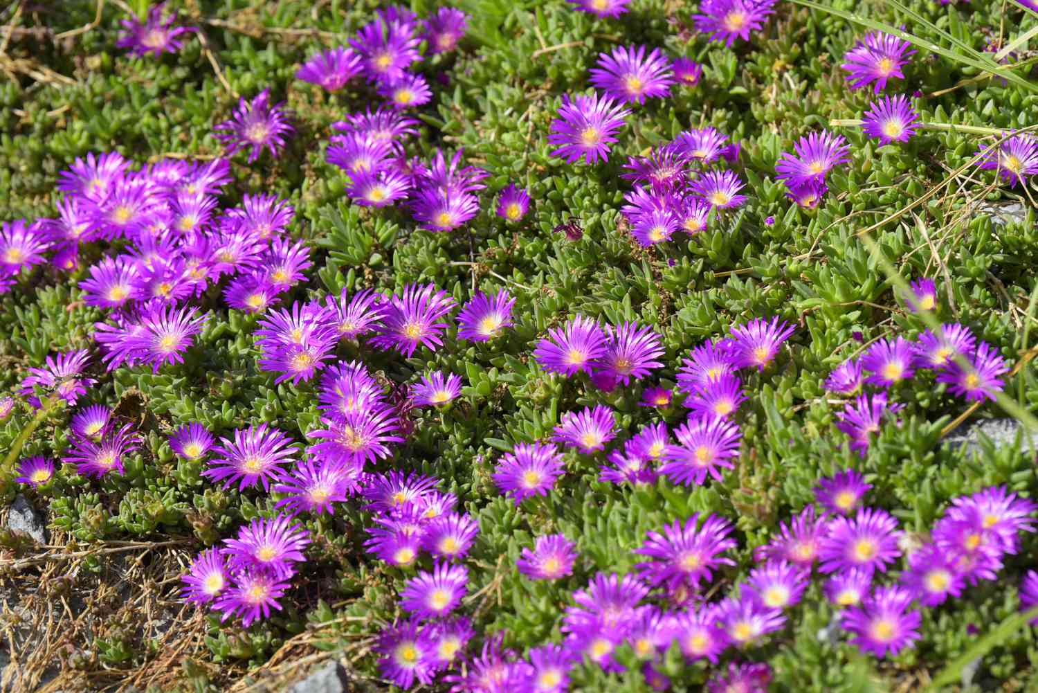 Plante de glace avec des fleurs violettes brillantes et de petites feuilles comme couvre-sol