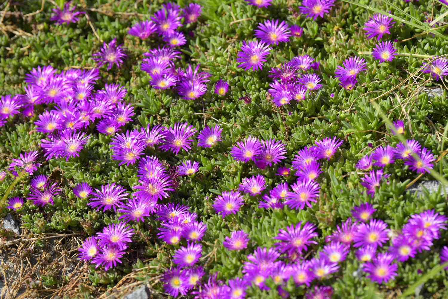 Eispflanze mit hellvioletten Blüten und kleinen Blättern als Bodendecker