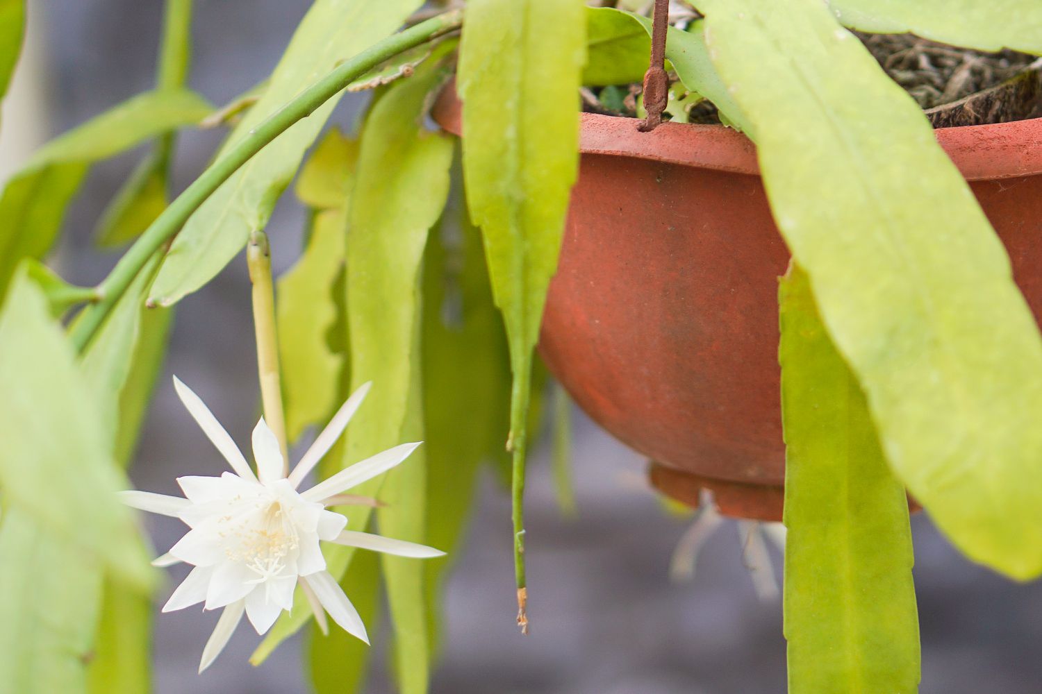 Orchideen-Kaktuspflanze mit weißen sternförmigen Blüten und langen Blättern auf Hängetopf