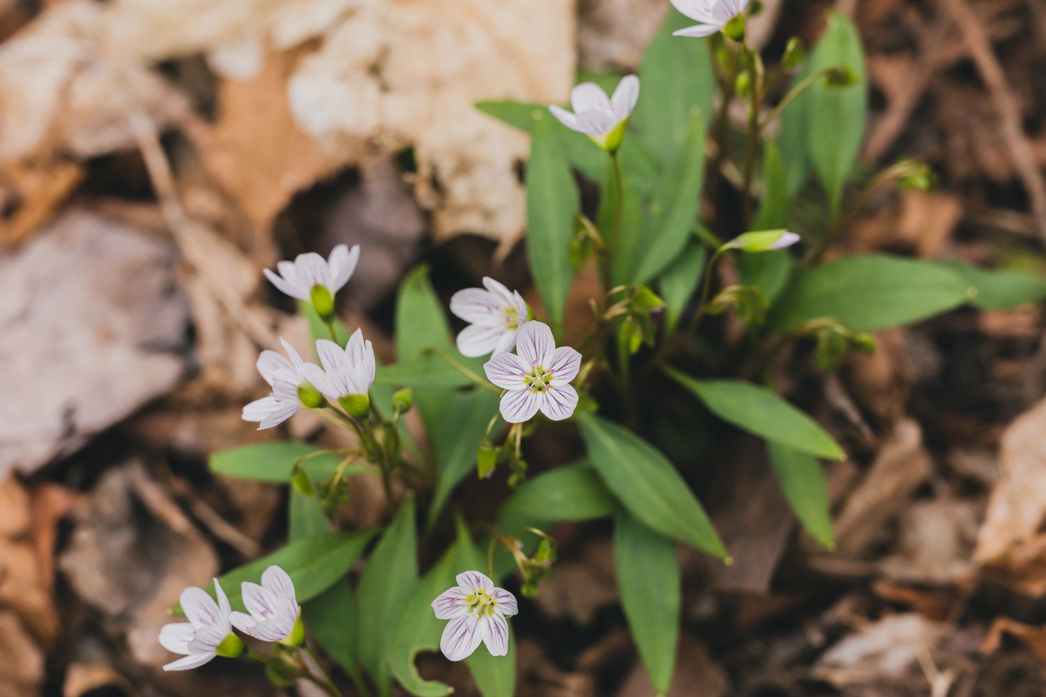 Frühlingsschönheit mit zart rosa gestreiften Blüten in Großaufnahme 