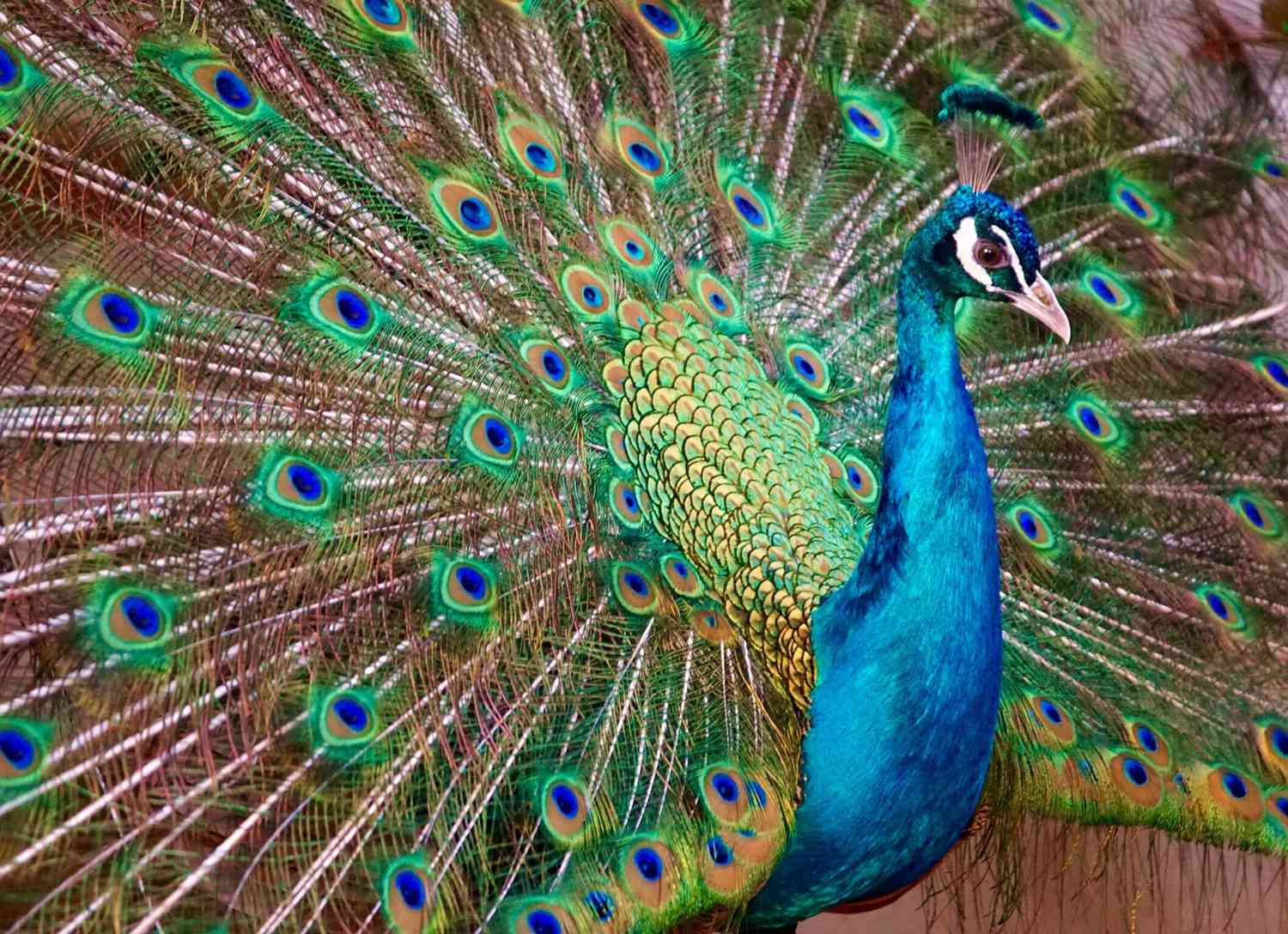 close up photograph of a peacock
