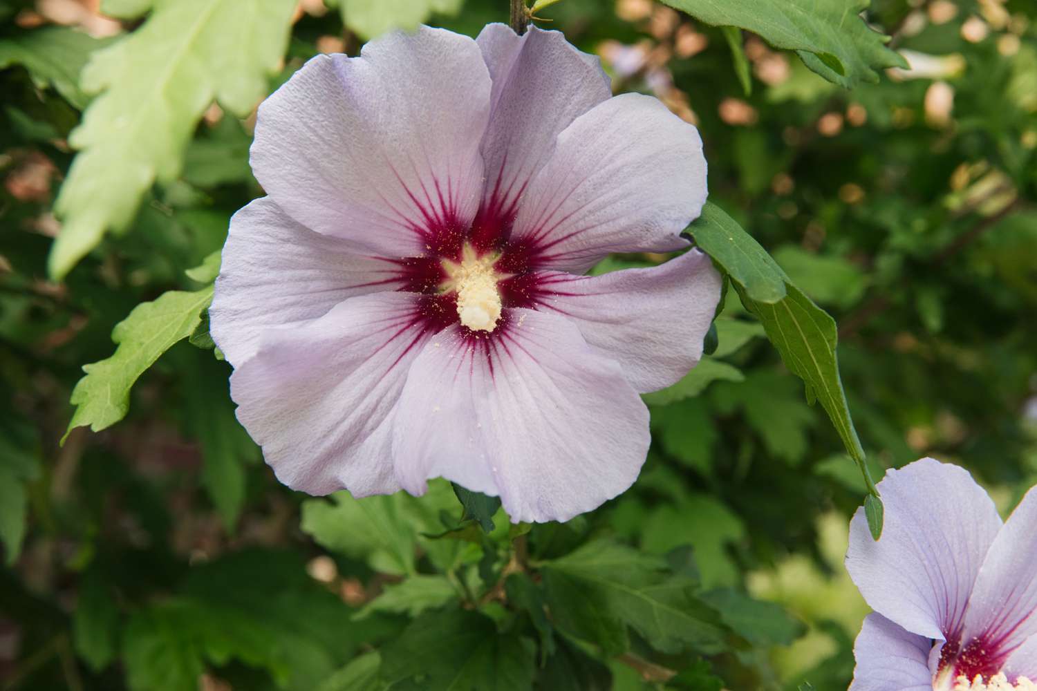 15 Rose of Sharon-Sorten für Ihre Landschaft