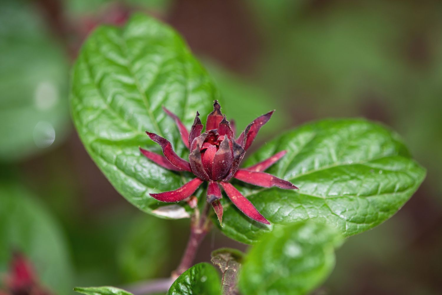 Arbusto de doces da Califórnia com folhas cerosas em torno de uma flor marrom profunda