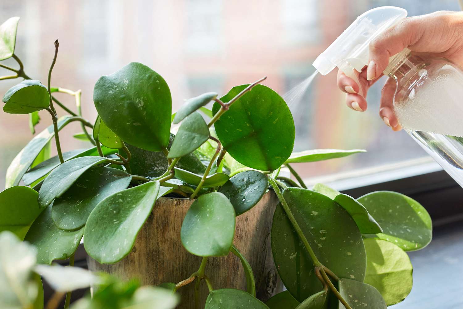 Hausgemachtes Spray auf Zimmerpflanzen zur Entfernung von Blattläusen