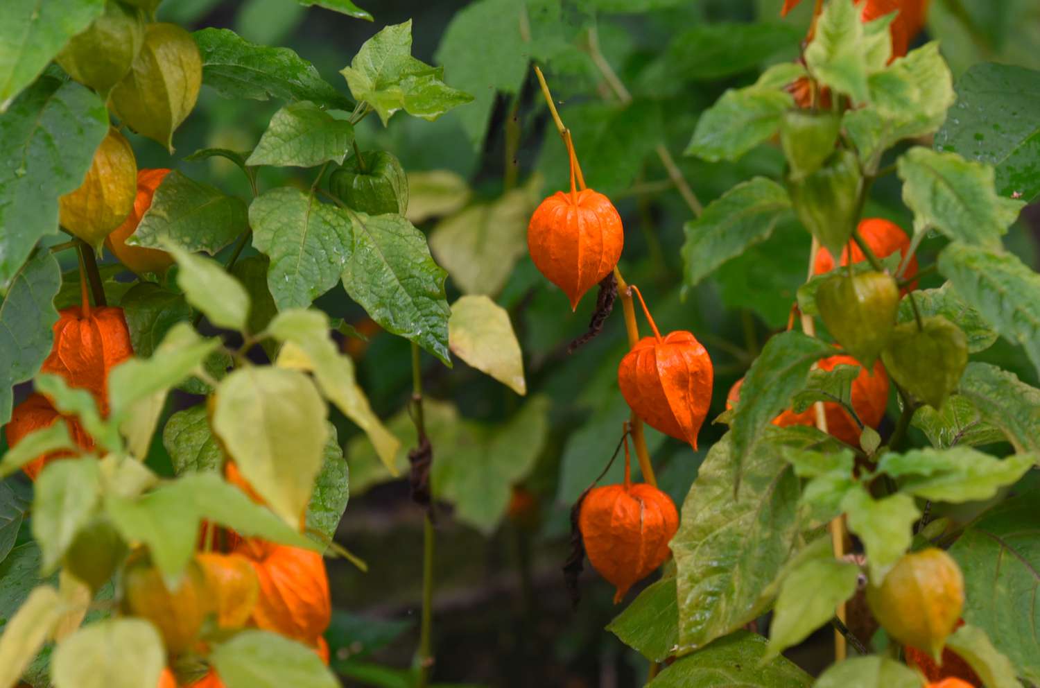 Chinesische Lampionpflanze mit orange-roten, von Blättern umgebenen Samenschoten