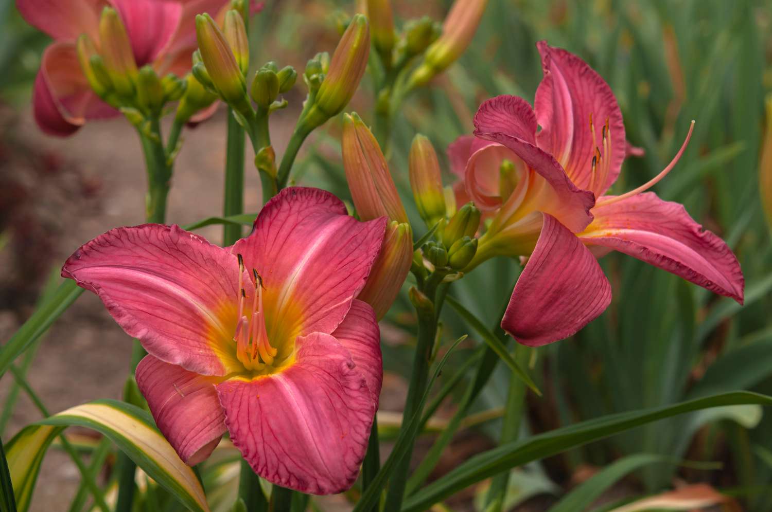 Sherry Fair Taglilien mit rosa Blütenblättern in Nahaufnahme