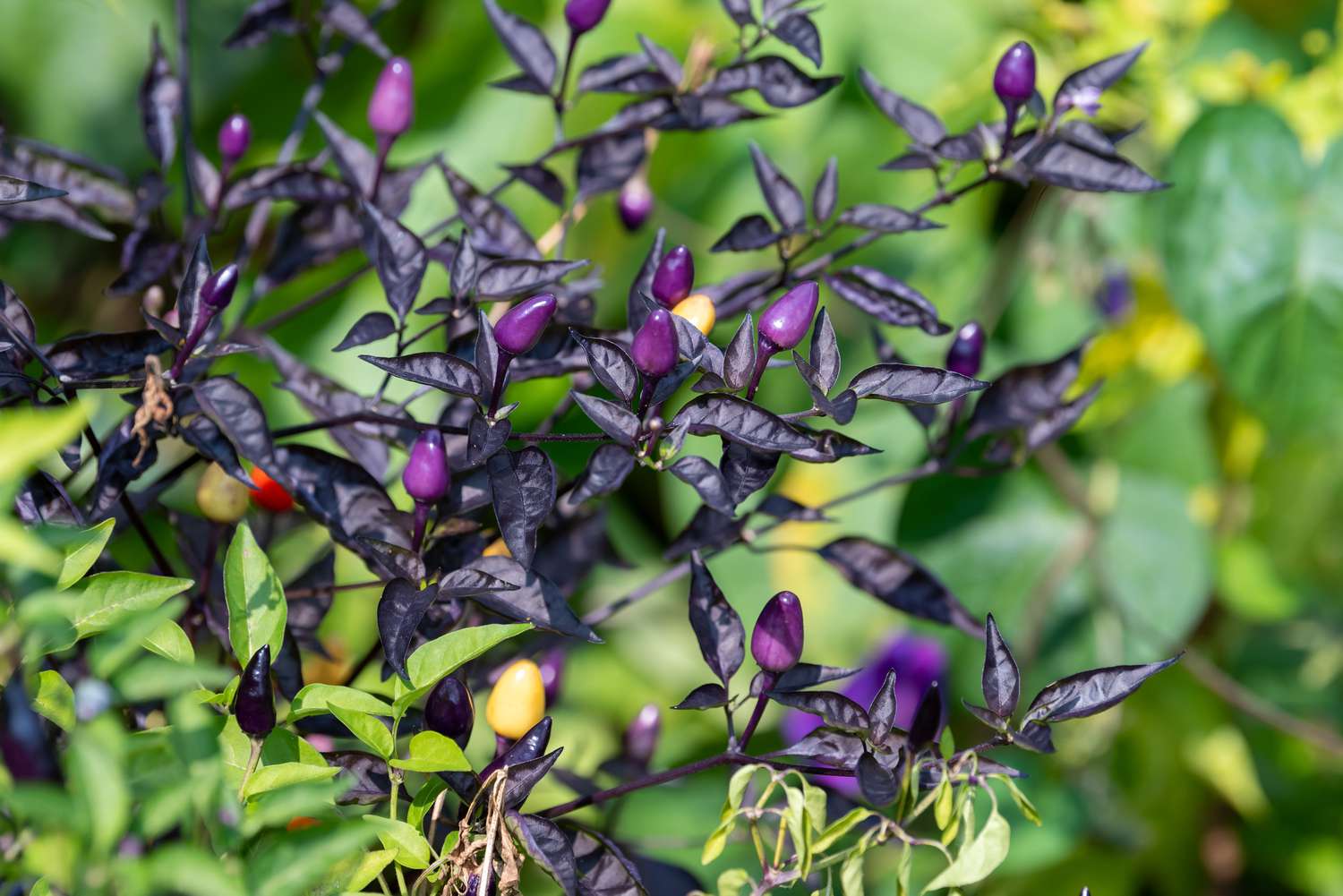 Zierpaprikapflanze mit lila Blütenknospen, umgeben von dunkelvioletten Blättern