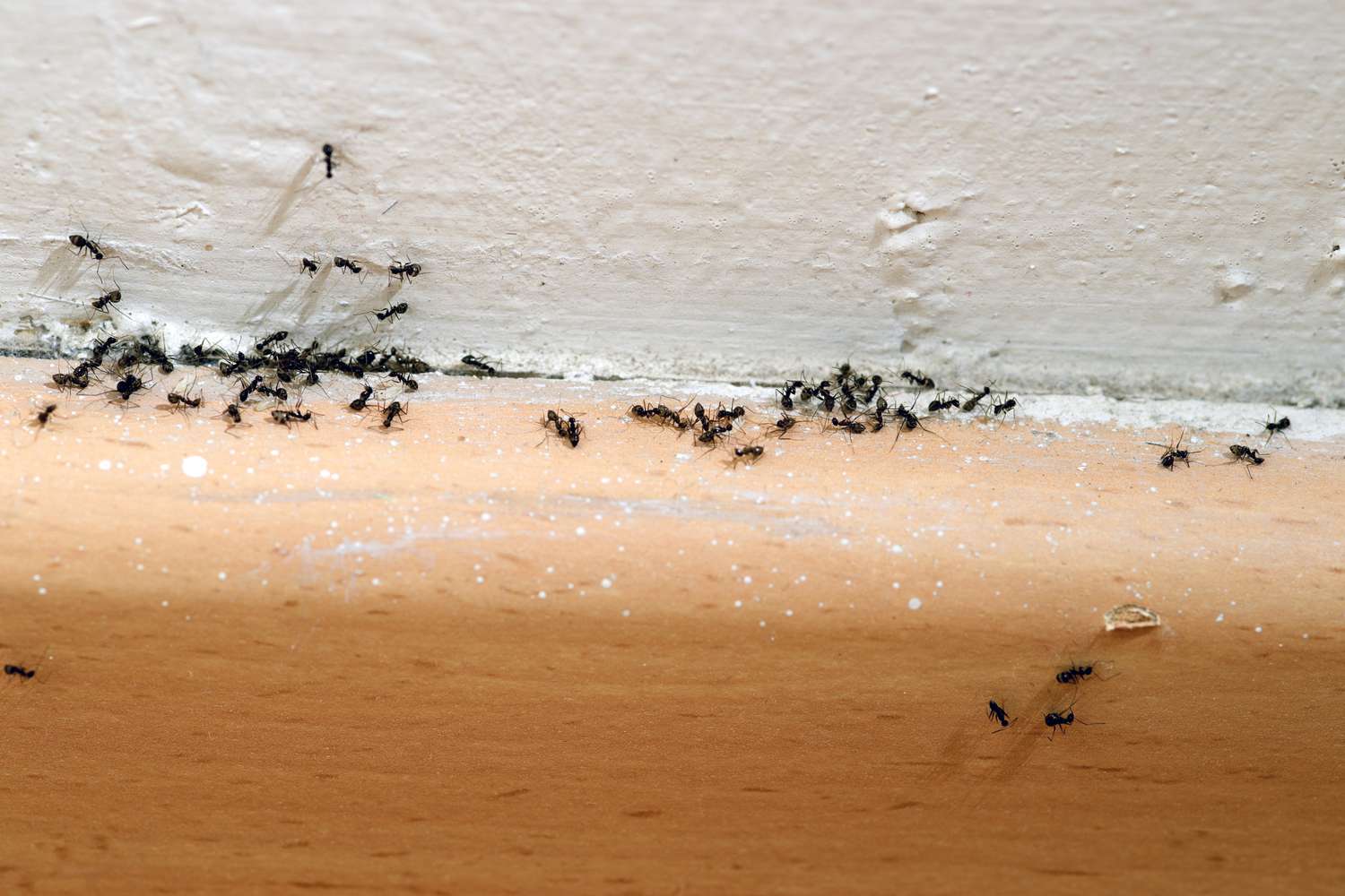 Hormigas arrastrándose por un zócalo
