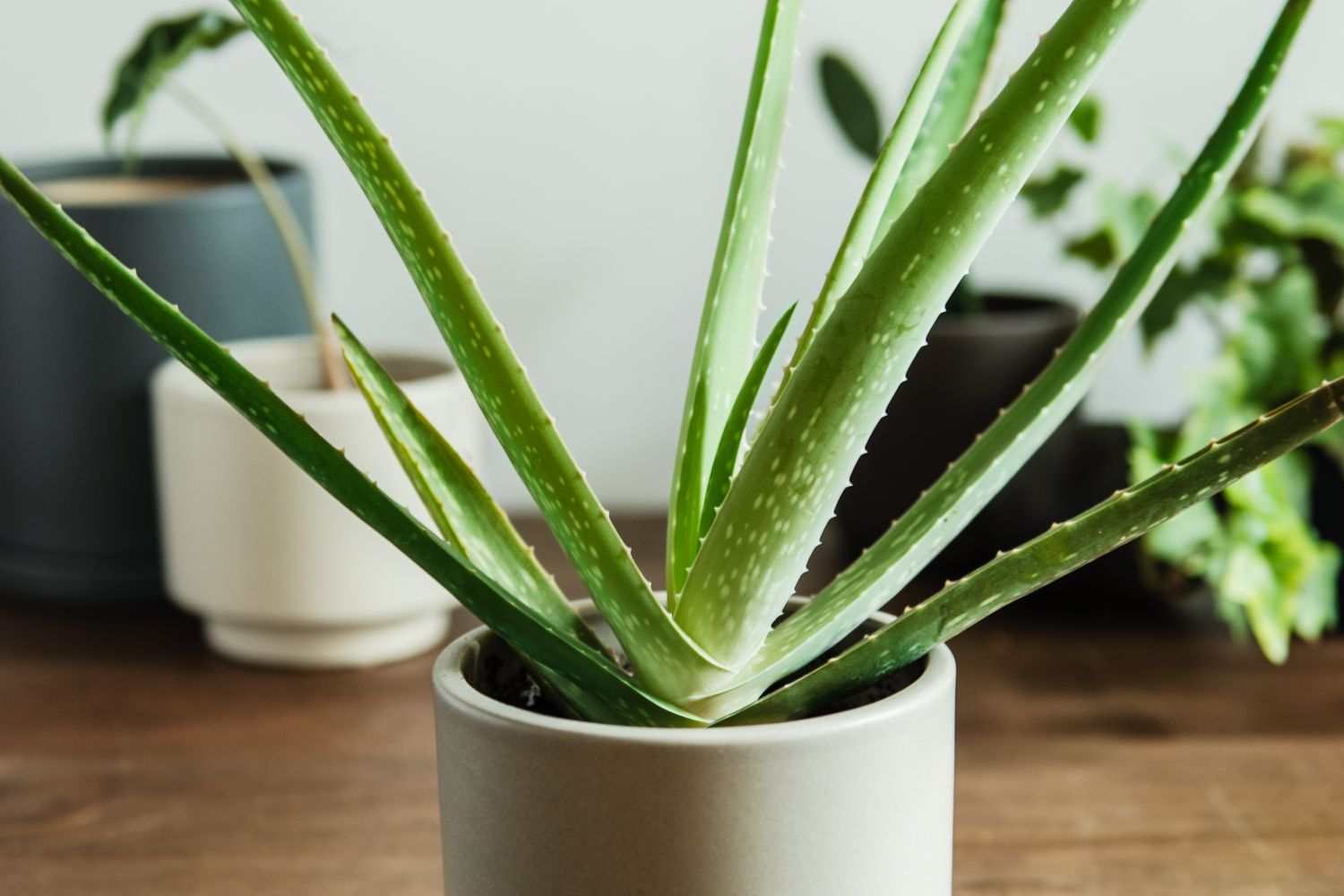 closeup of an aloe vera houseplant