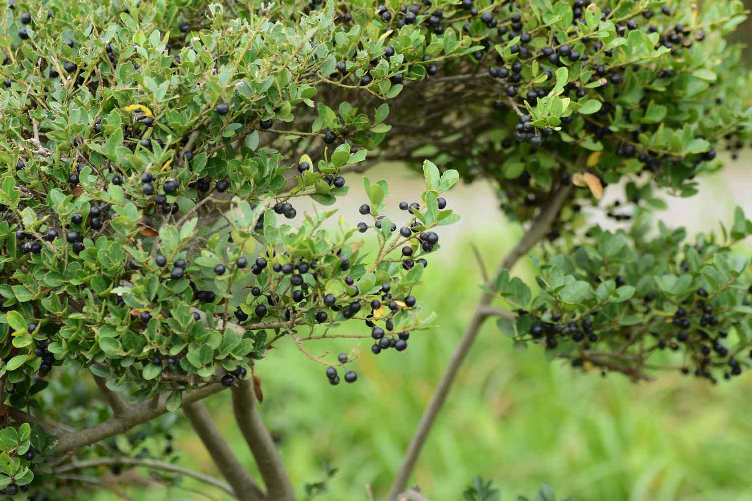 Ilex crenata Hetzii