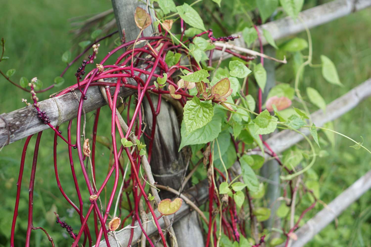 Malabar spinach with pink vines and heart-shaped leaves wrapped on fence post 