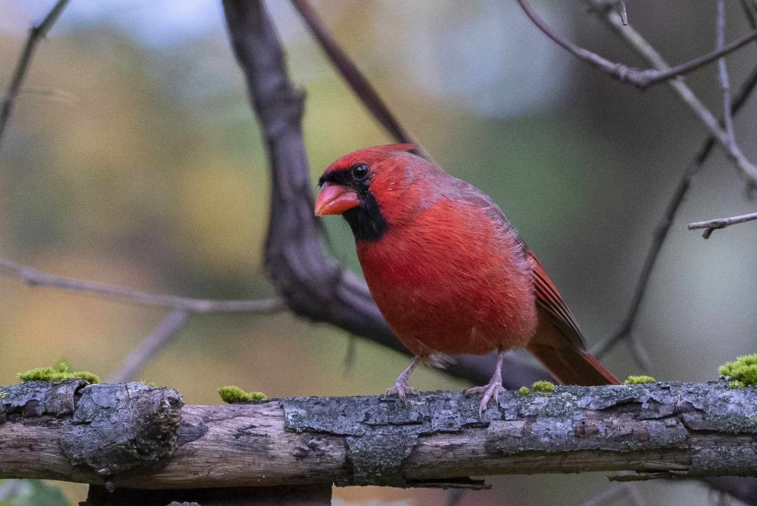 Rote Vögel: Bilder von 12 roten Vögeln aus aller Welt