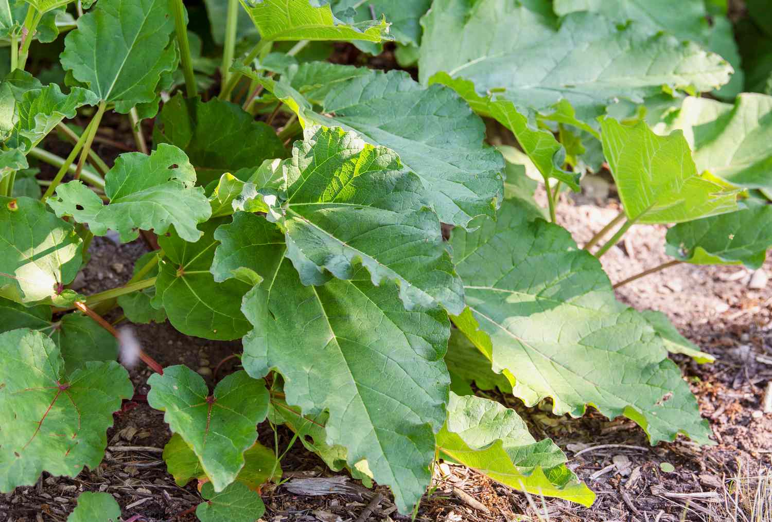 Cultiver de la rhubarbe à la maison : Guide de plantation et d’entretien et conseils