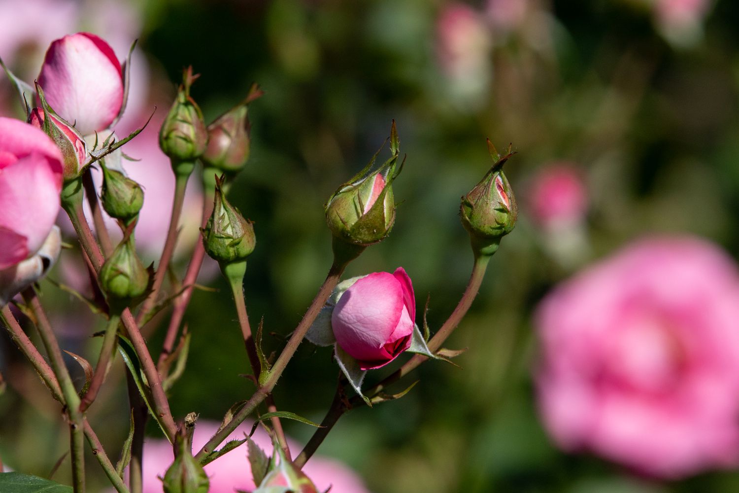 Botões de rosa rosa fechados e se abrindo à luz do sol