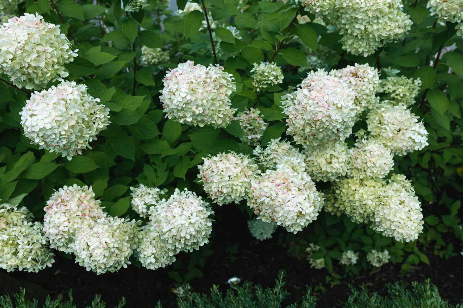 Comment cultiver et prendre soin de l’hortensia Limelight