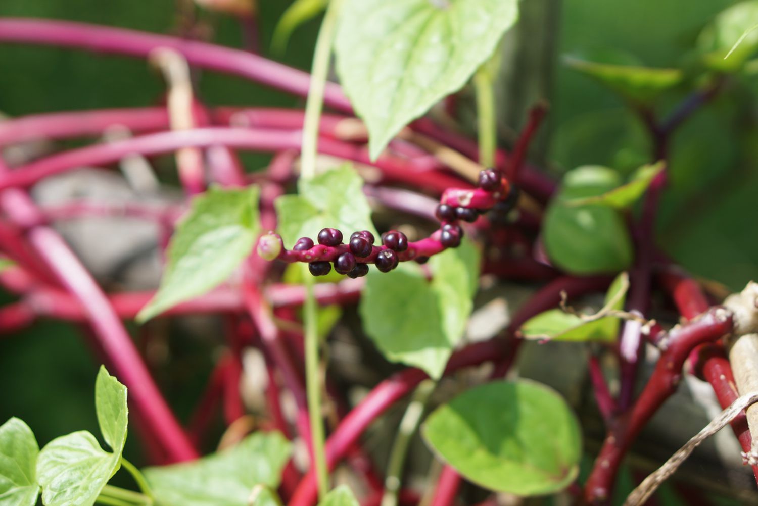 Malabarspinat-Ranke mit kleinen violetten Beeren und knospiger Beere am Ende