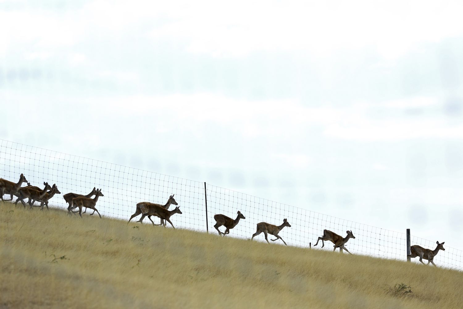 5 tipos de vallado para ciervos y cómo elegir uno