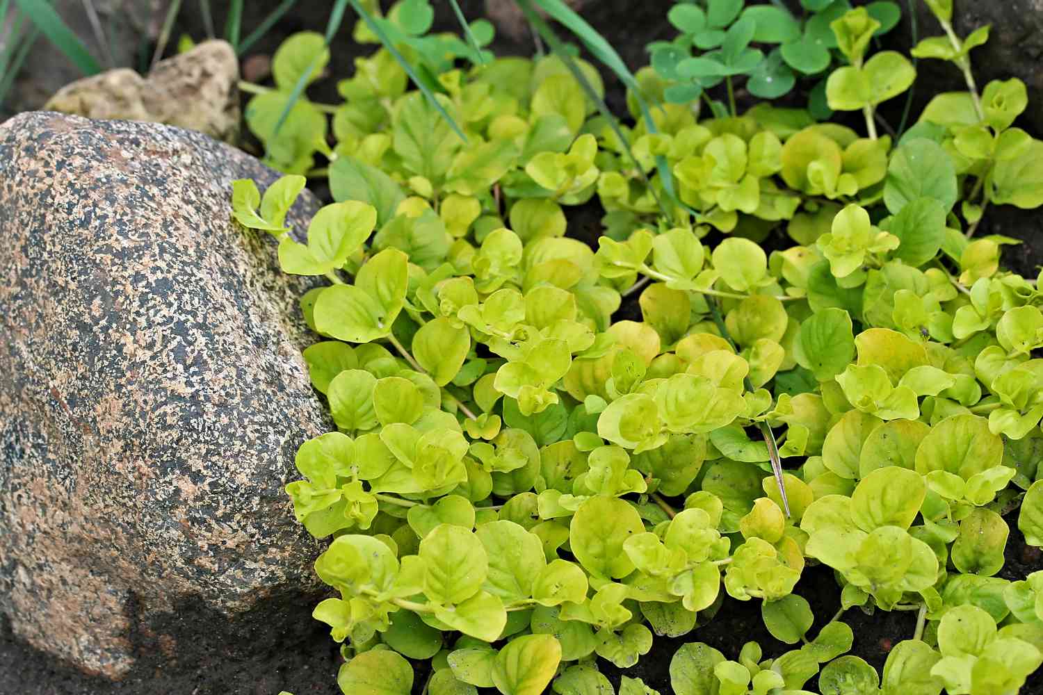 Lysimachia nummularia (creeping jenny, moneywort)