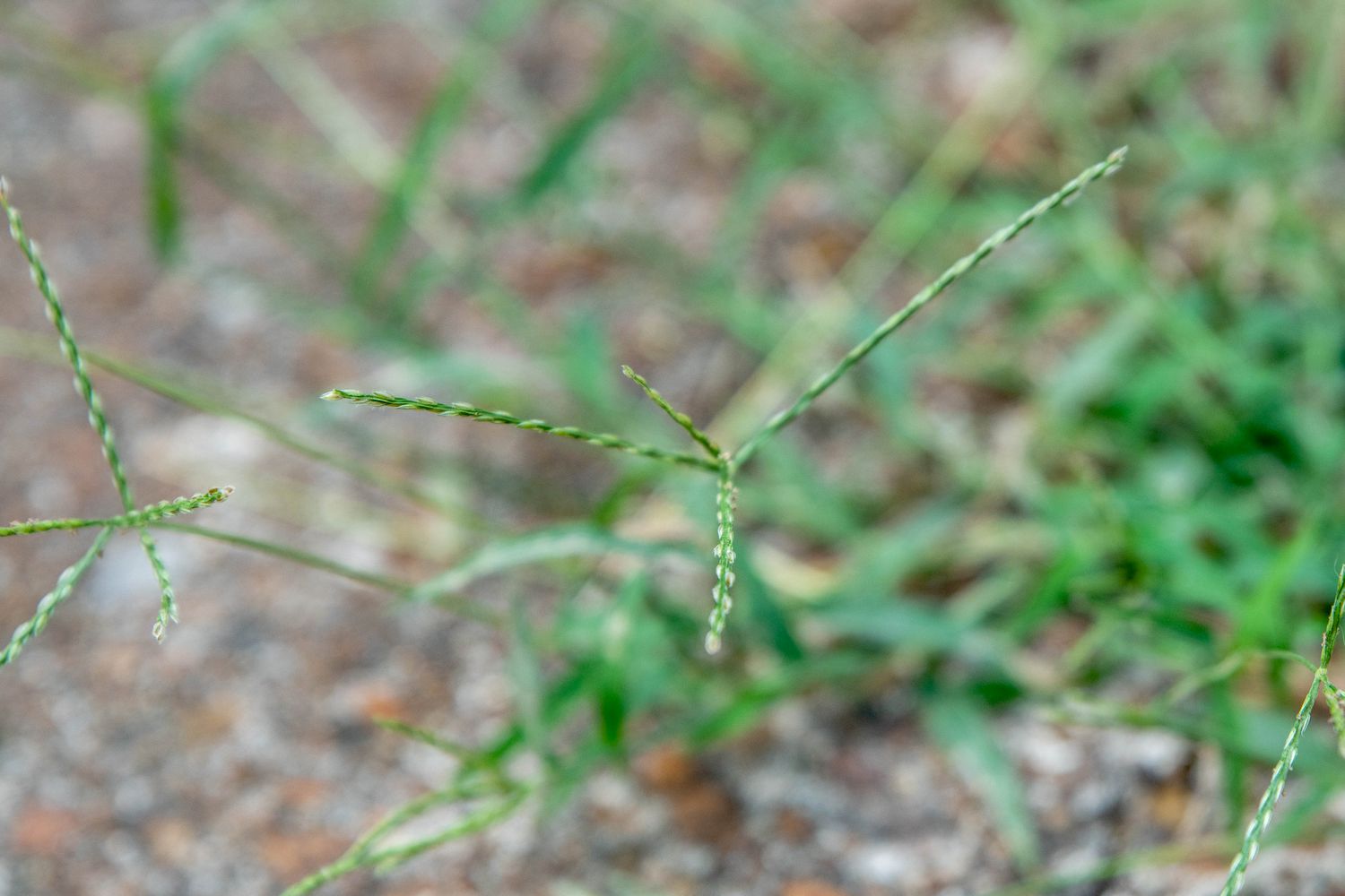 Primer plano del tallo de hierba cangrejera con semillas en los extremos