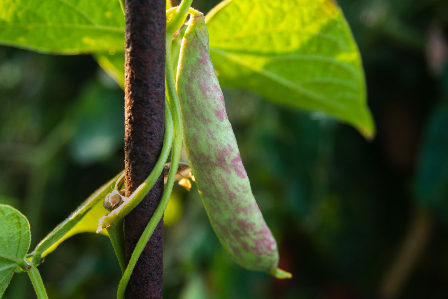 Rattlesnake heirloom pole bean with pink splotches on green bean pod closeup