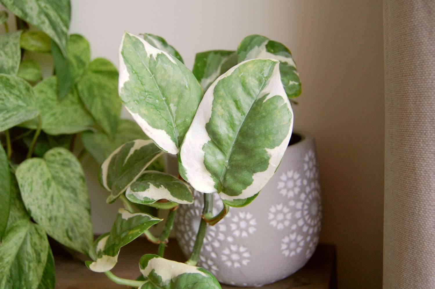 Gros plan sur une feuille de pothos n'joy avec la jardinière en céramique en arrière-plan. Un pothos en marbre est assis à côté.