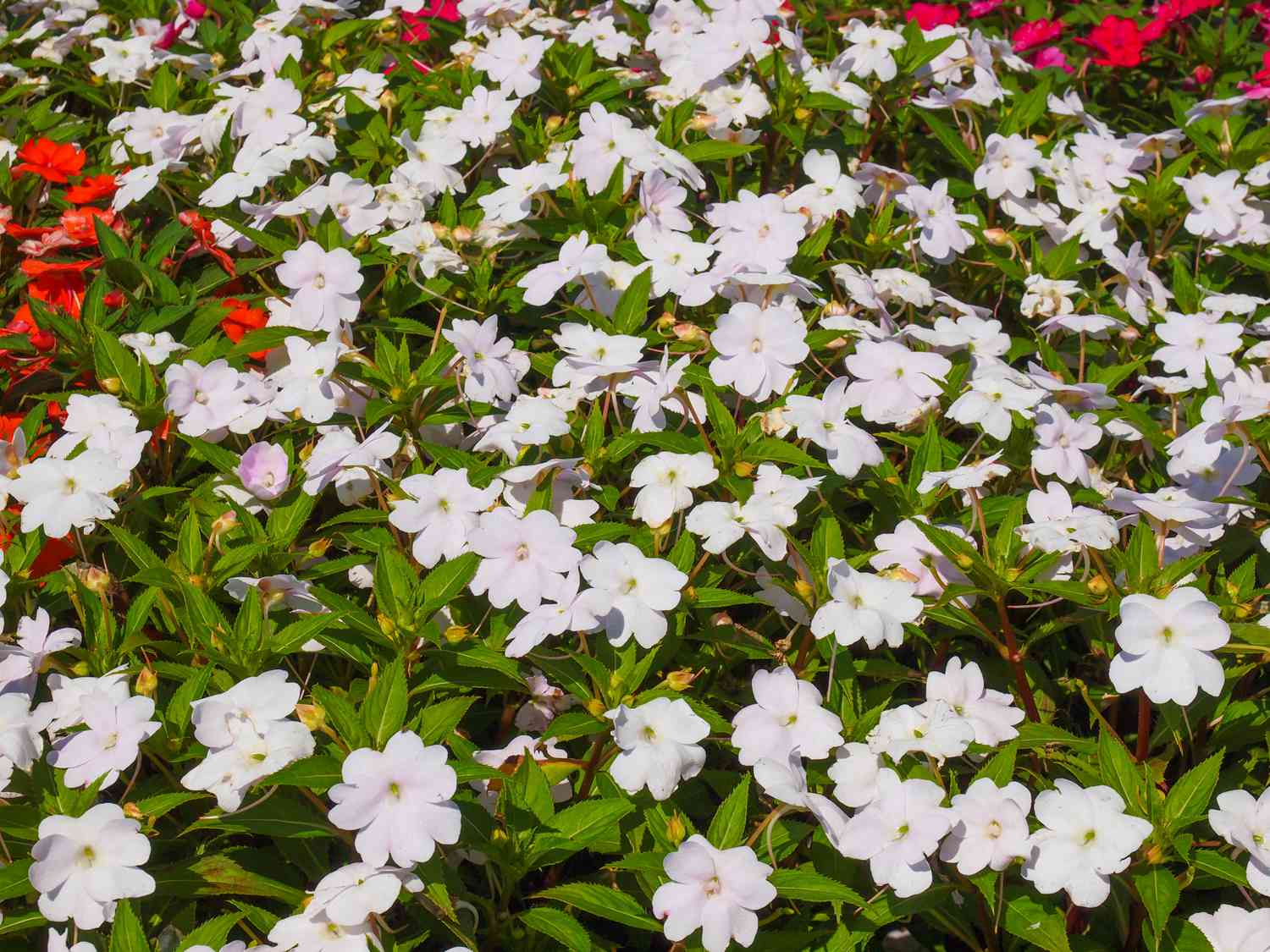 'Florific White' impatiens com flores brancas