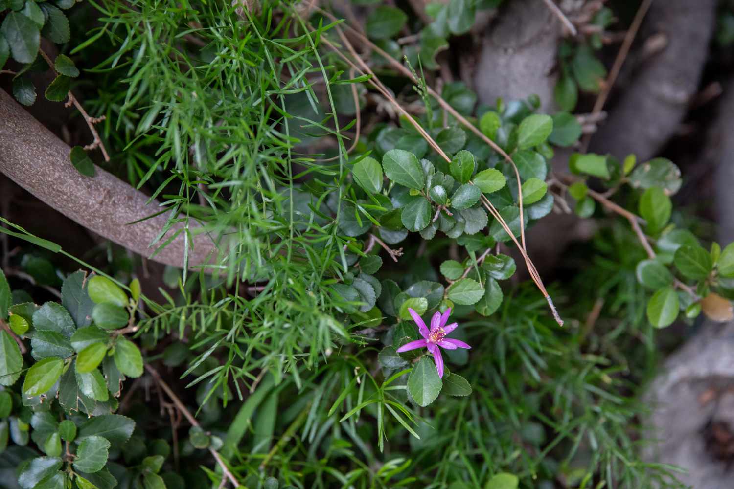 Lavendel-Sternblumenbaum Zweig mit kleinen wächsernen Blättern und sternförmiger Blüte