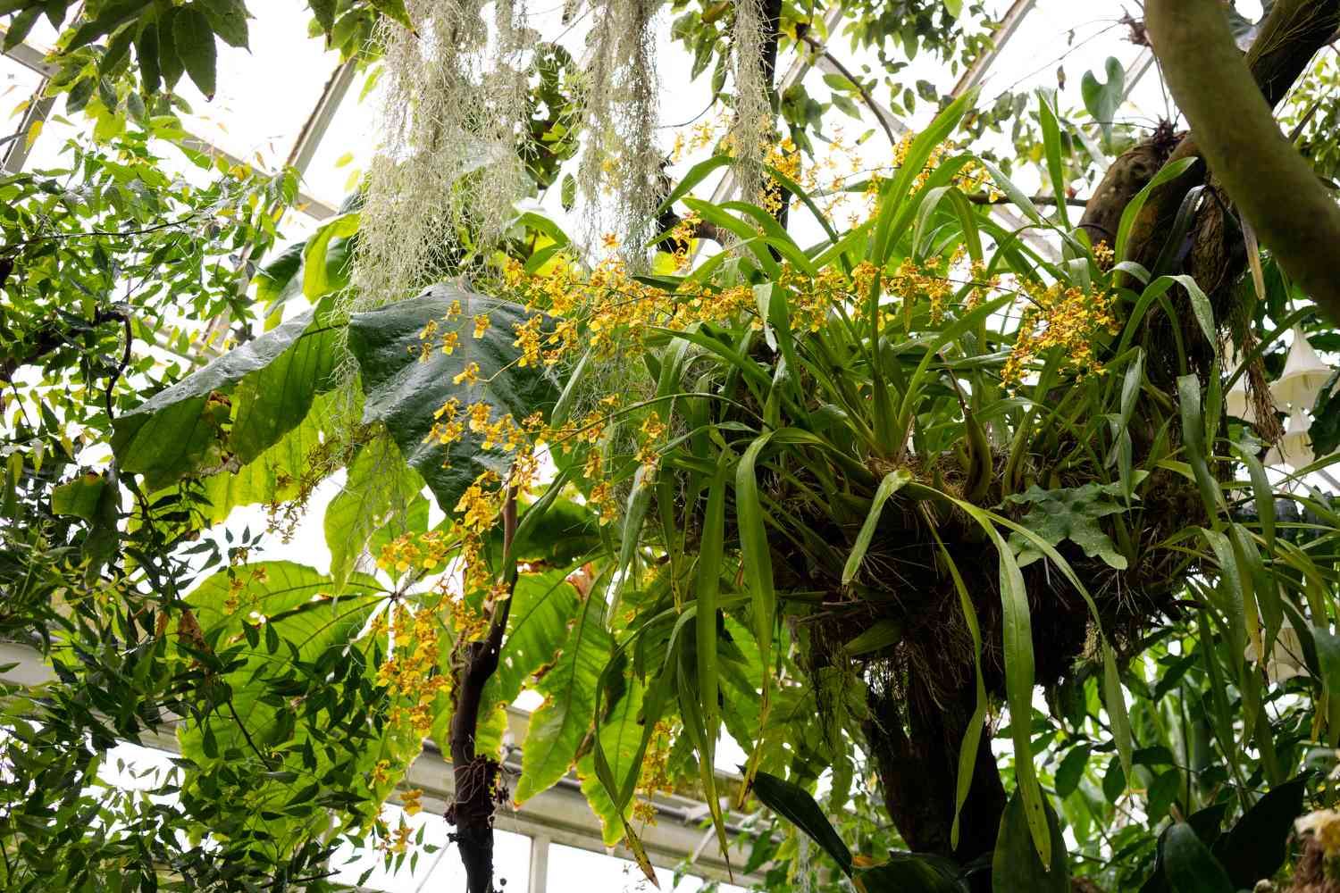 Petites orchidées trichocentrum jaunes entourées de longues feuilles au sommet d'un arbre