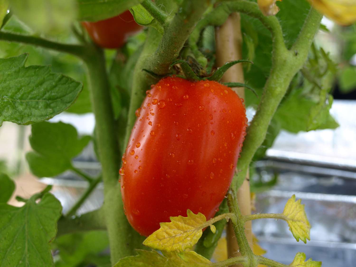 san marzano tomato plant