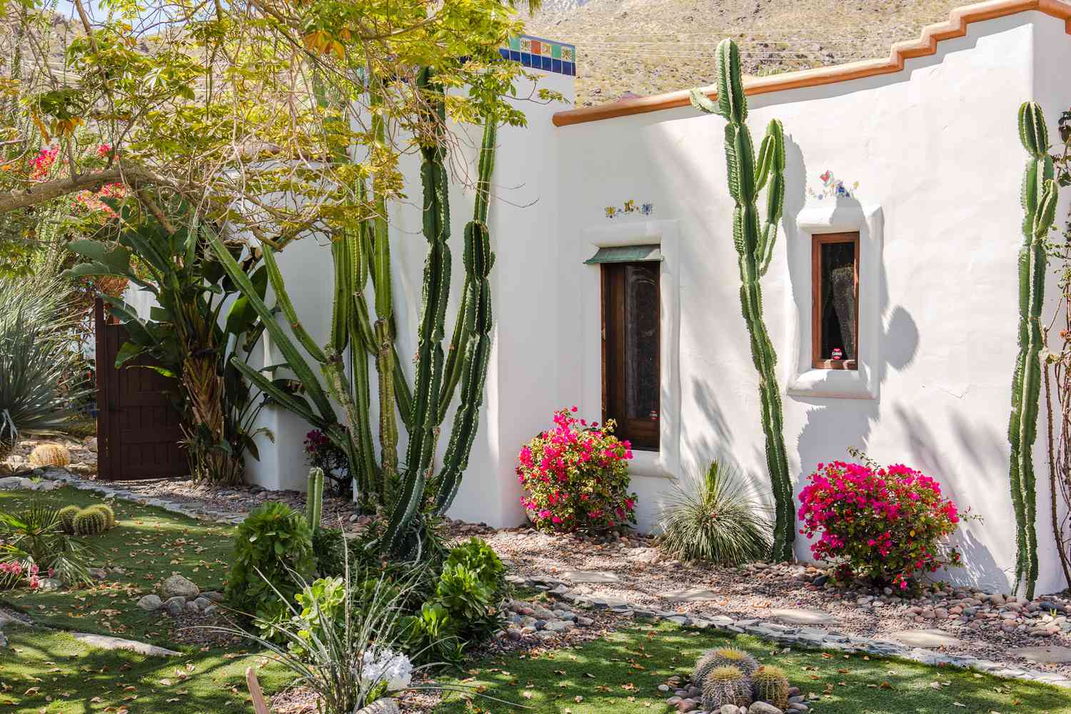 Paisagem do deserto com cactos altos em frente à casa branca