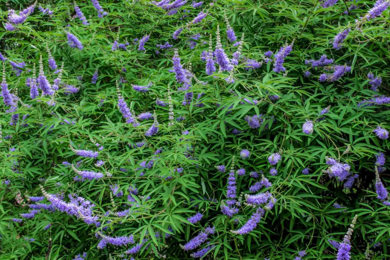 Keuschbaumstrauch mit violetten Blüten