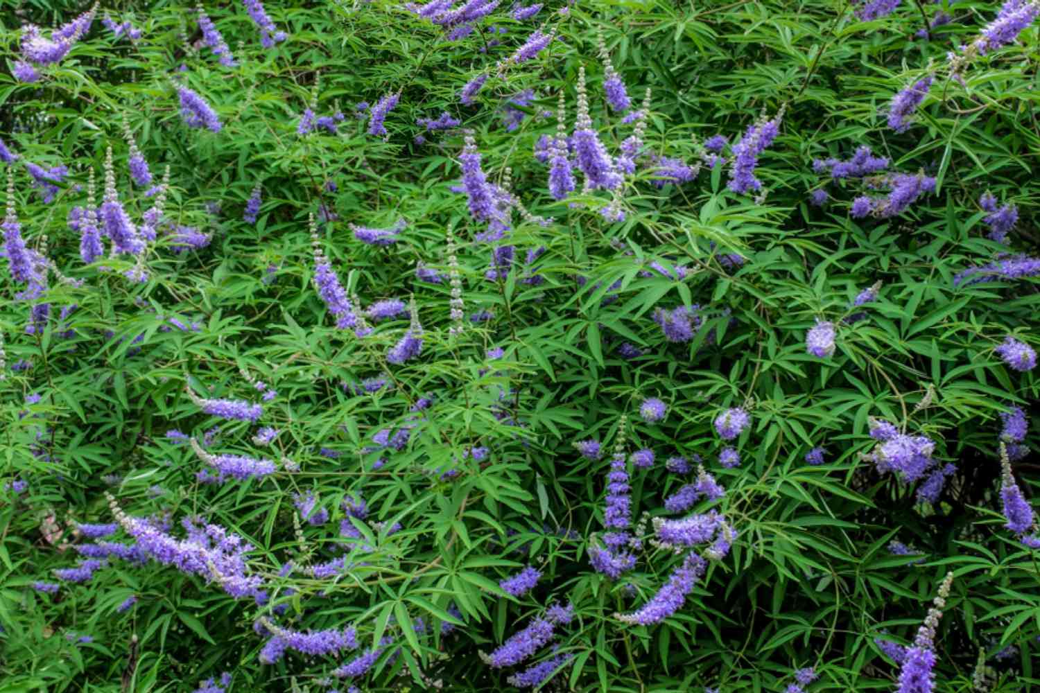 Arbusto de árbol casto con flores moradas