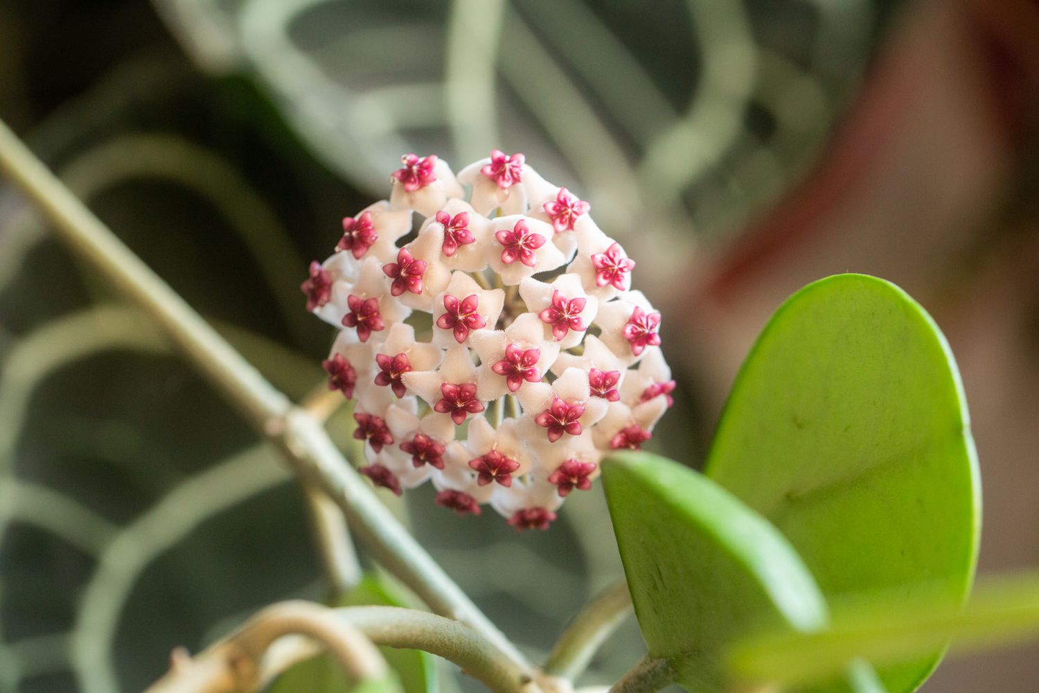 Hoya obovata Halbsukkulente mit kleinen weißen und rosa Blüten in Nahaufnahme