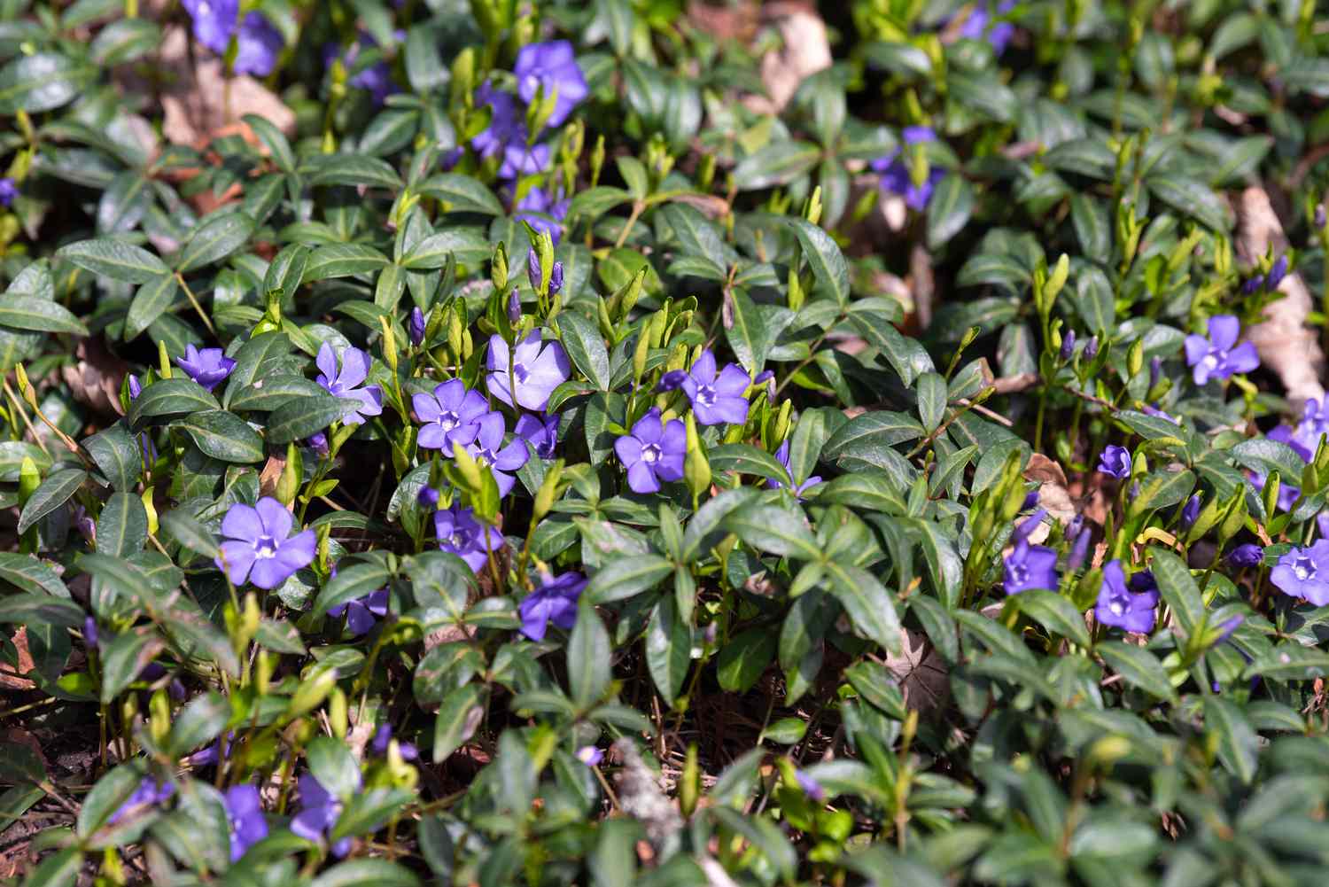 Plante de myrte rampant avec des fleurs violettes sur des vignes à feuilles larges